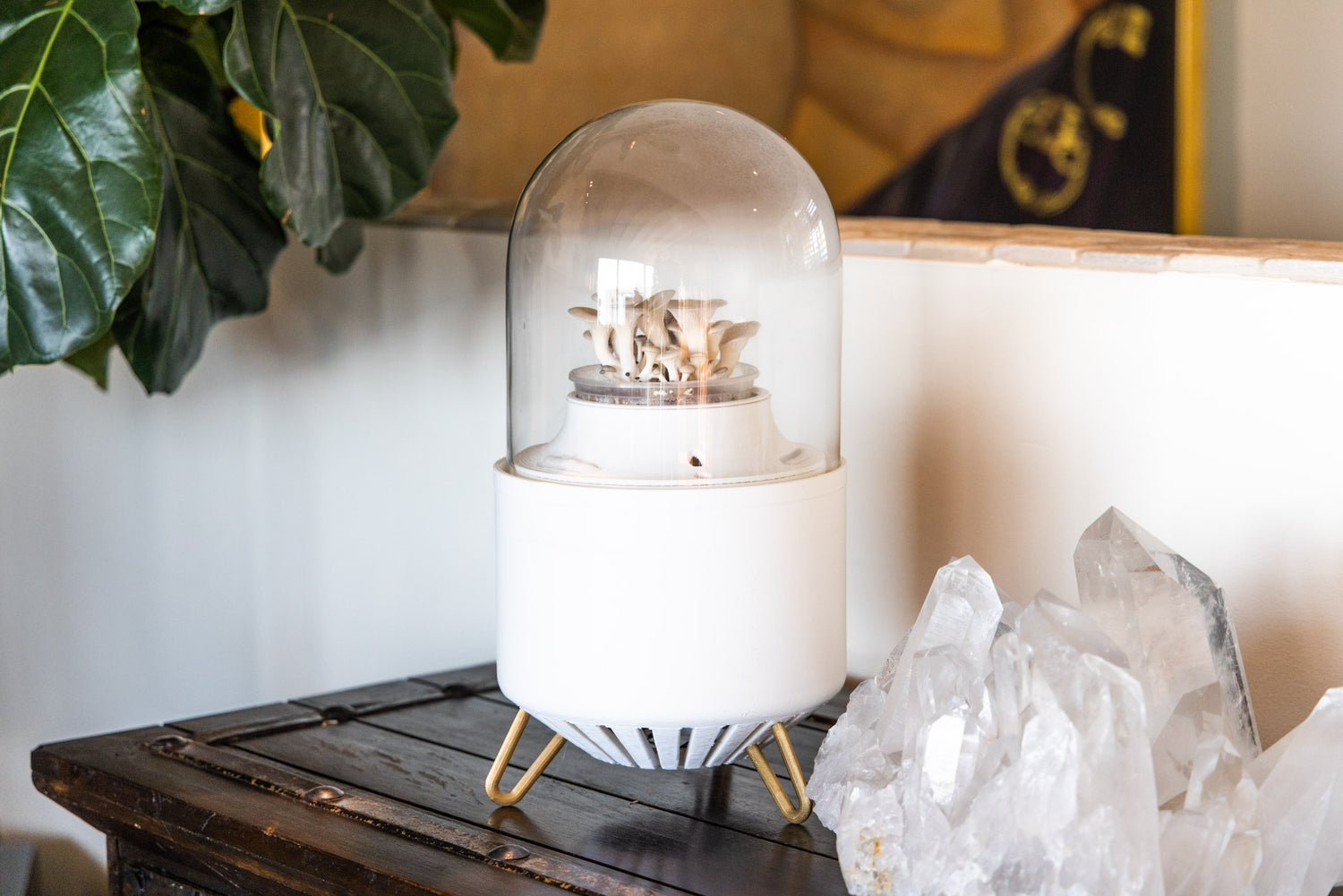 The Mushine Moom Lander appliance, a white device with a glass dome of growing mushrooms.